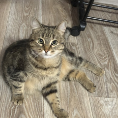 Влад Штурмак