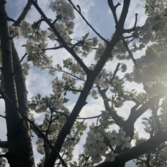 clarity