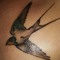 Swallow