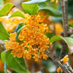 osmanthus