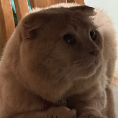 meo meo con mèo