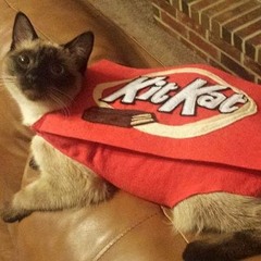 Kitty Kat