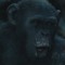 monke