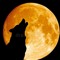 Big bad wolf 8472
