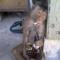 Lutacoste