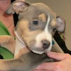 pitbulllover3000