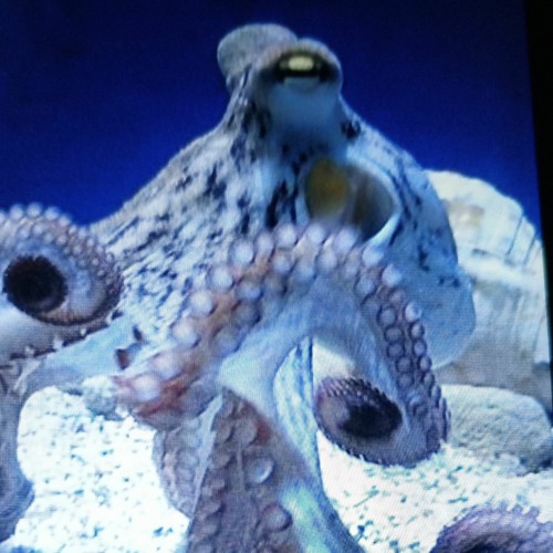 Octopus 999’s avatar