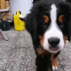 Luca