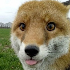 (🇷🇺) Fox!