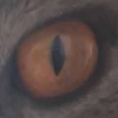 kasper