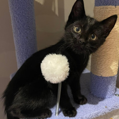 Rachael Tan Ying Ying