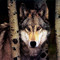 Wolfie