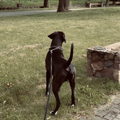 NIEKO TOKIO