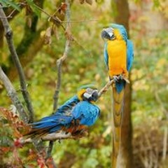 Allah Allah aghisna ya rasulullah- Nazwa maulidia( Lirik)