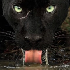 @MidnightJaguar