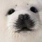 Seals4life
