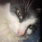 El_gato34