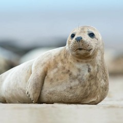 sealfan95