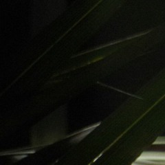 hylacera