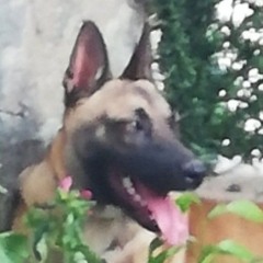 Aliyev