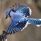 Flauto Treebird