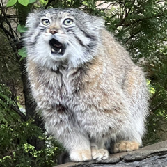 isurelovetaylorswift