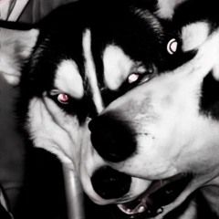 Dogzgone