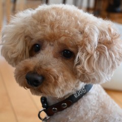 トゥデイズ ヒッツ