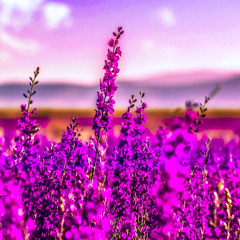 T͟͟͟͞͞͞𝖆𝖇𝖎𝖙𝖍𝖆 𝕭𝖗𝖆𝖈𝖊