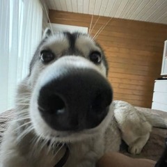 doggo