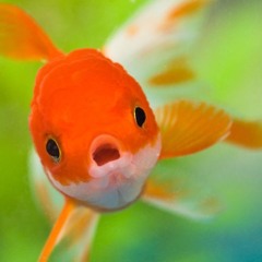 lil golden fish heading to billboard