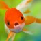 lil golden fish heading to billboard
