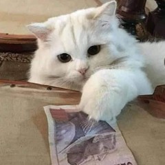 EL LooL🐈