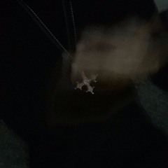 violetnight