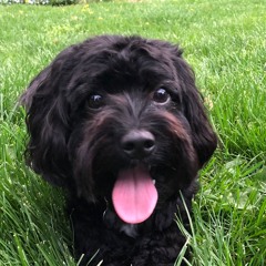 Winston the singing dog