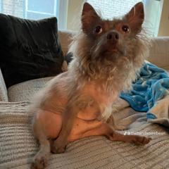 the pooper
