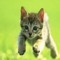 ˖ ࣪⊹ ִֶָ°mew