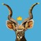KingKudu