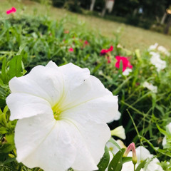 KhiZar