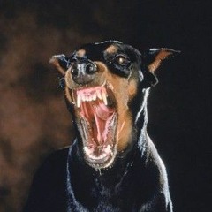 anjing hitam