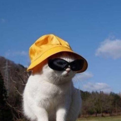 moj kot chrapie
