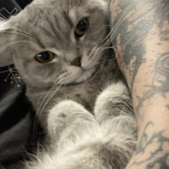X’s Cat.