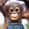 Monke