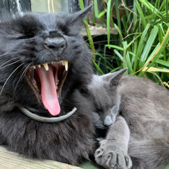 Romany Meredith-Bailey