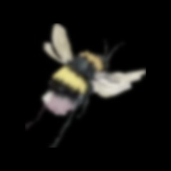 Nest blurim