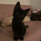 Meow