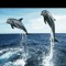 dolphin