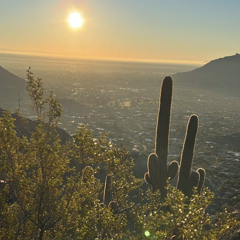 toxic cacti