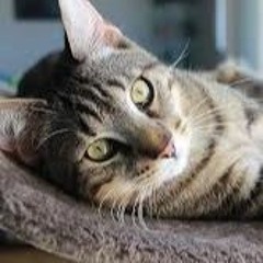 Katnip