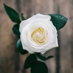 DANIEL_-_MISSY